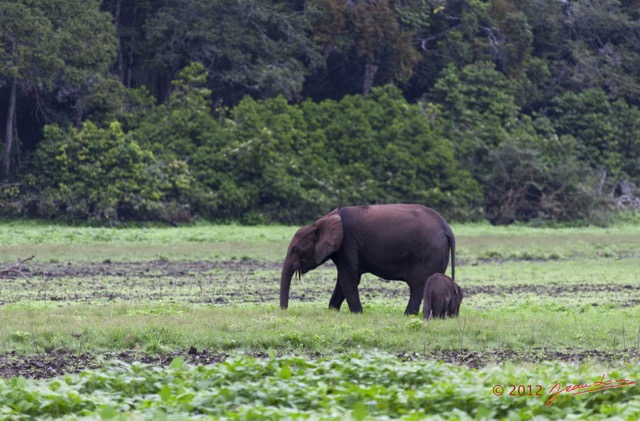 054 LOANGO Inyoungou Prairie avec Troupeau Elephants Loxodonta africana cyclotis 12E5K2IMG_79047wtmk.jpg
